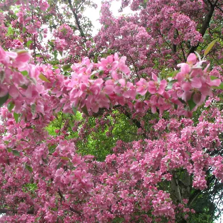 Magnolia B&B-3